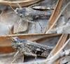 Acrotylus sp.